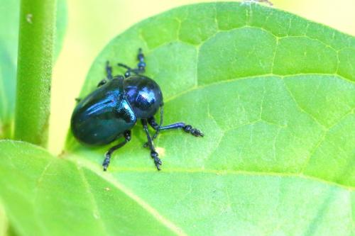 Réf. 207 263 : Chrysochus asclepiadeus